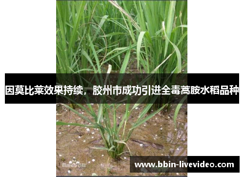 因莫比莱效果持续，胶州市成功引进全毒蒿胺水稻品种